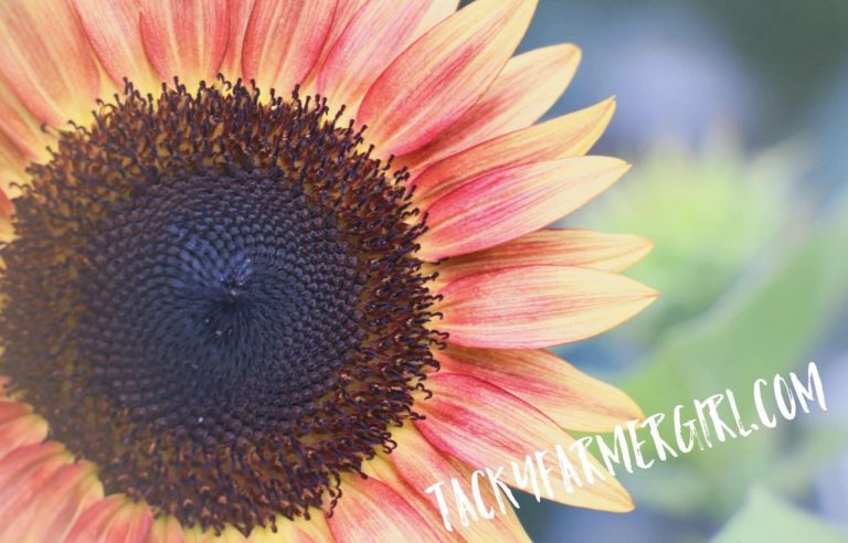 Sunflower Seeds as Food