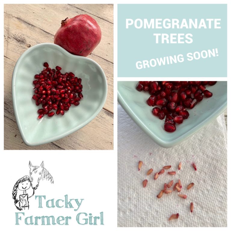 Pomegranate — An antioxidant-packed fruit!